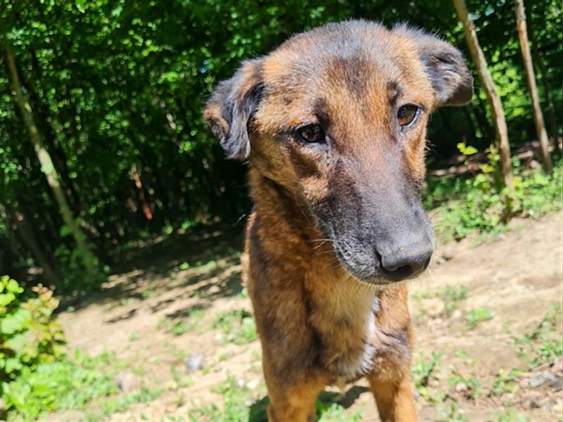 Bezaubernde YOLANDA kann auf Pflegestelle SCHWABACH besucht werden