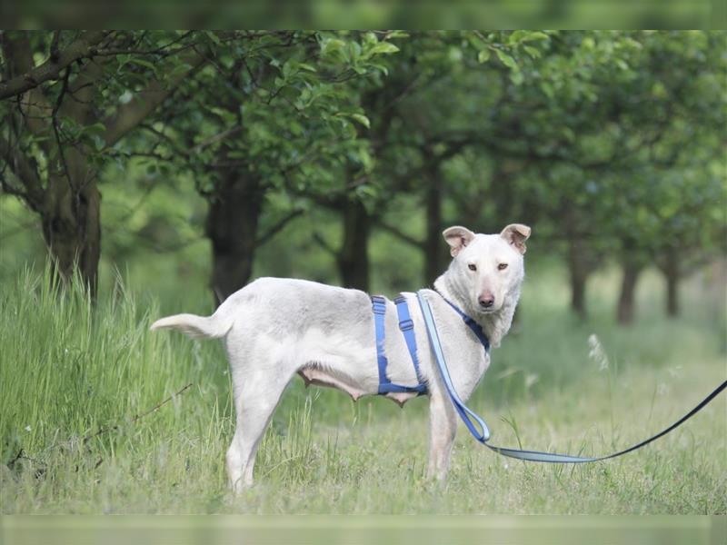 Enya - Tapfere Hündin, wurde mit ihren 6 Welpen aus schrecklichen Umständen gerettet