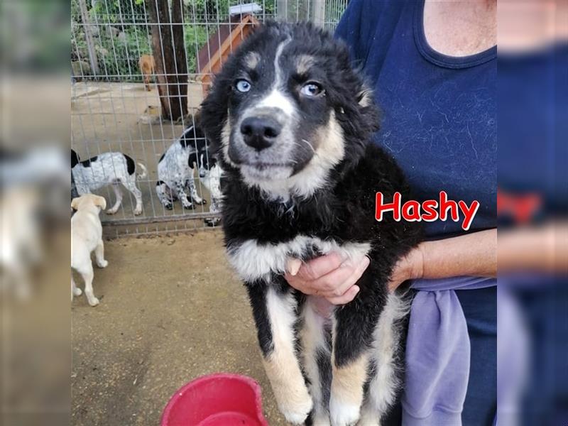 HASHY - sucht ihr Zuhause