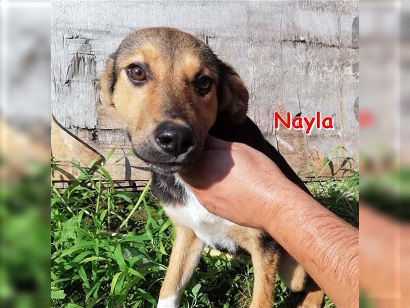 NAYLA - sucht ihr Zuhause