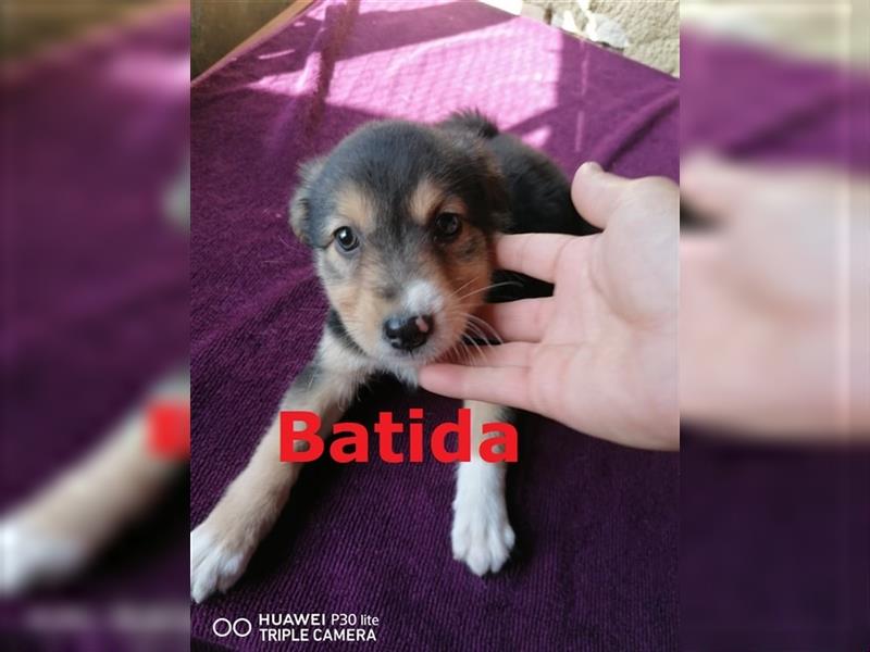 BATIDA - sucht ihr Zuhause