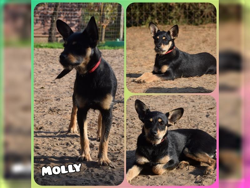 Molly, ängstliche und gelehrige Terrier-Mix-Dame, geb. 10/2021