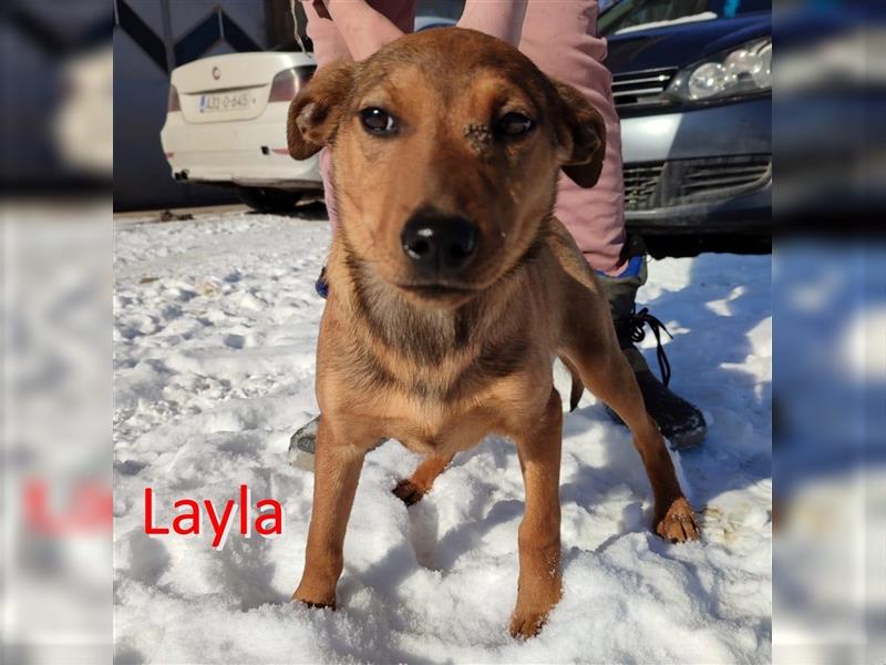 LAYLA ❤ sucht dringend ihr Für-Immer-Zuhause