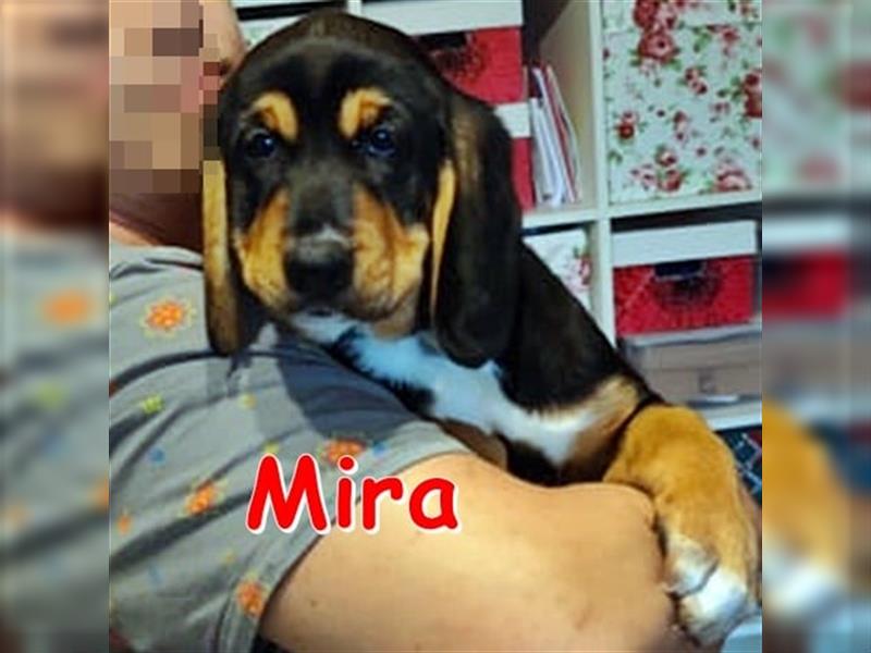 MIRA ❤ sucht ihr Für-Immer-Zuhause (derzeit in Waldkappel)