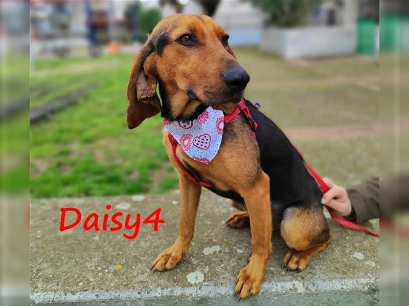 Daisy4 11/2021 (GRC) - sehr freundliche und soziale, goldige Langohr-Hündin!