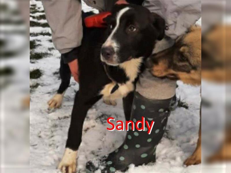 SANDY ❤ sucht dringend ihr Für-Immer-Zuhause