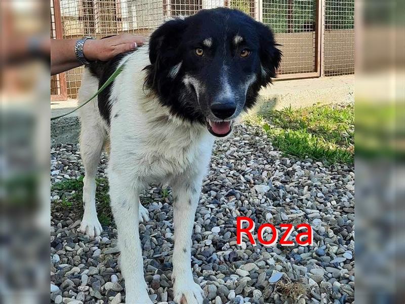 ROZA ❤ sucht Zuhause oder Pflegestelle