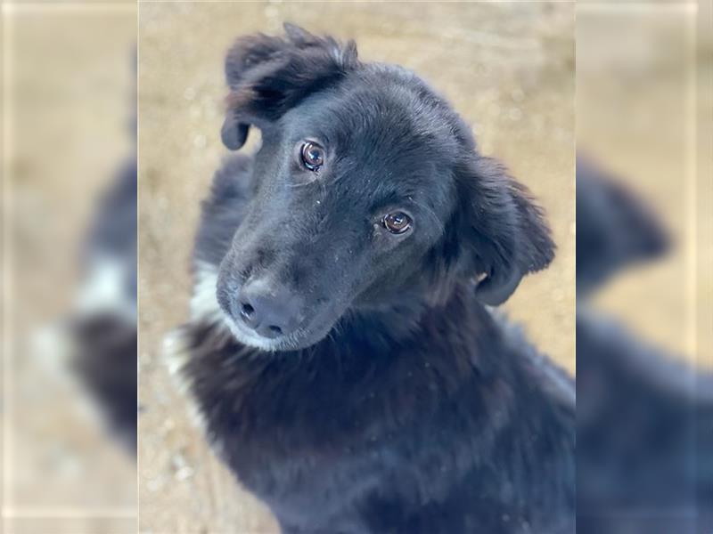 Tipsy, geb. ca. 06/2021, lebt in GRIECHENLAND, auf einem Gelände, Hunde werden notdürftig versorgt