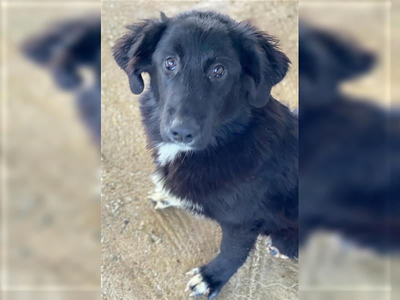 Tipsy, geb. ca. 06/2021, lebt in GRIECHENLAND, auf einem Gelände, Hunde werden notdürftig versorgt