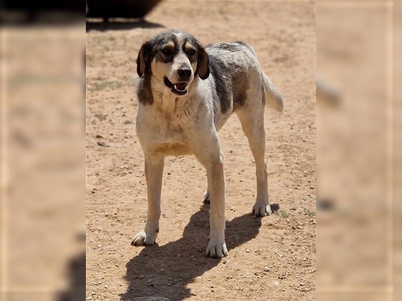 Elise, geb. ca. 12/2021, lebt in GRIECHENLAND, auf einem Gelände, Hunde werden notdürftig versorgt
