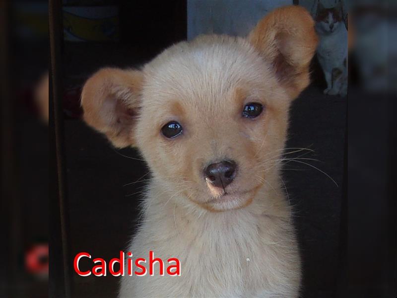 CADISHA ❤ such Zuhause oder Pflegestelle