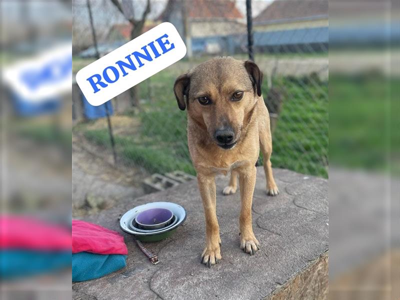 Ronnie, sehr lieber Rüde wartet in Rumänien auf die Ausreise