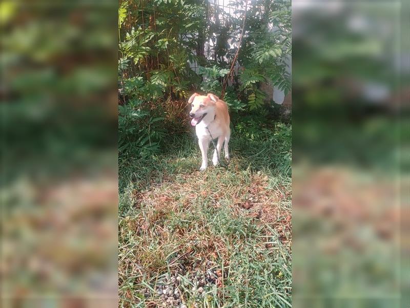 JAY JAY - Hündin sucht ruhige, geduldige Familie