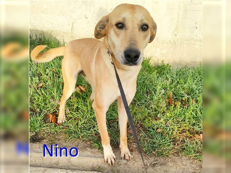 NINO ❤ EILIG!  sucht Zuhause oder Pflegestelle