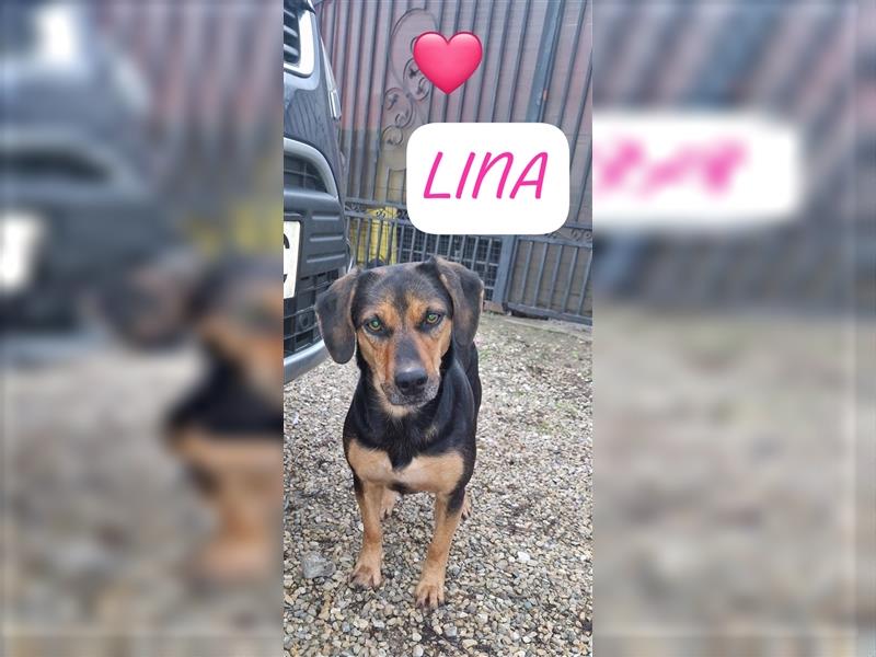 Lina ist eine Seele von Hund, lebt in Rumänien bei einer Pflegefamilie