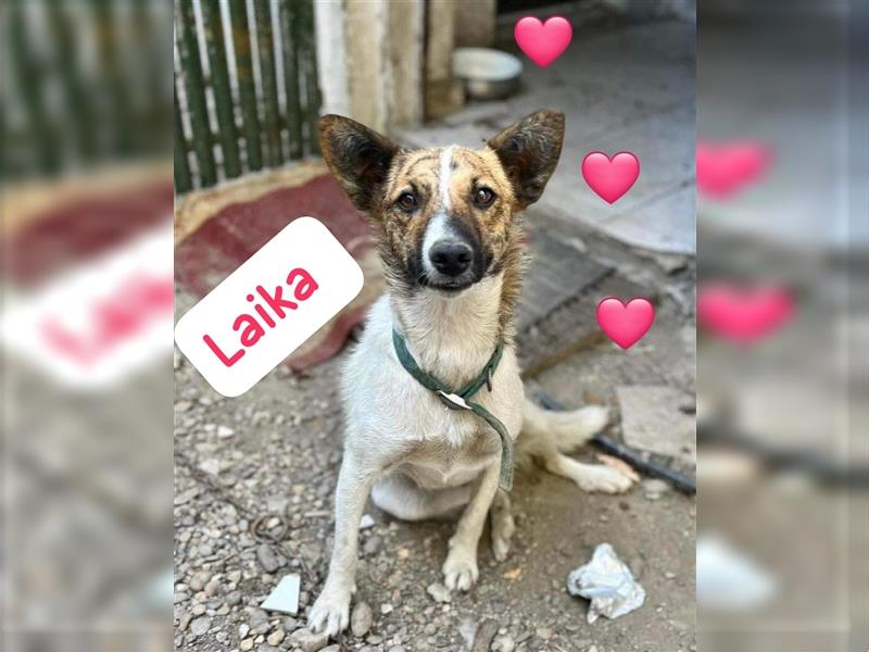 Sehr liebe Hündin Laika möchte Rumänien schnell verlassen