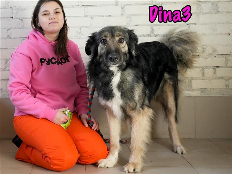 Dina3 11/2020 (RUS) - ruhige und zarte Seele mit großem Herz wünscht sich Familie!