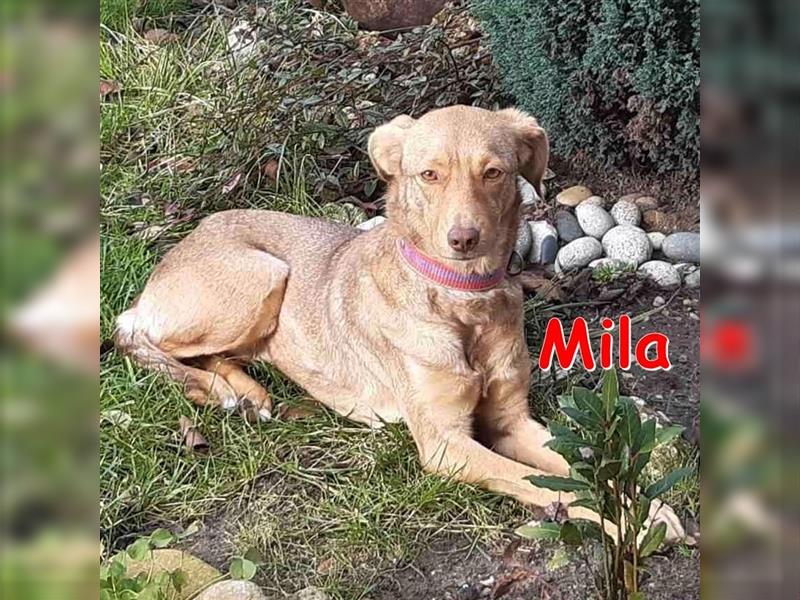 Mila ❤ sucht DRINGEND ihr Für-Immer-Zuhause