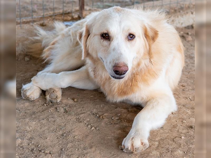 Hyrenia, geb. ca. 03/2020, lebt in GRIECHENLAND, auf einem Gelände, auf dem die Hunde notdürftig ver