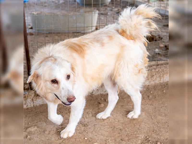 Hyrenia, geb. ca. 03/2020, lebt in GRIECHENLAND, auf einem Gelände, auf dem die Hunde notdürftig ver