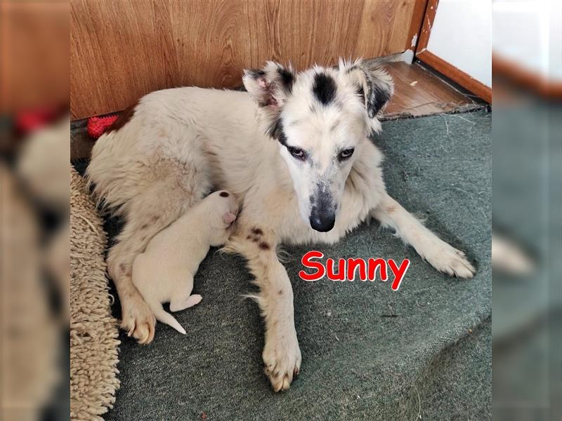 SUNNY - sucht ihr Zuhause