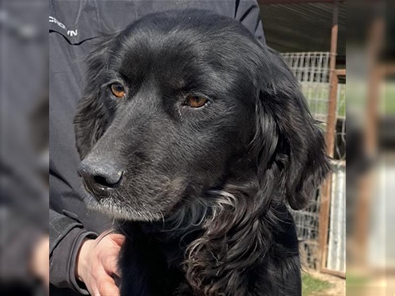 Ludovica, geb. ca. 04/2019, lebt in GRIECHENLAND, auf einem Gelände, auf dem die Hunde notdürftig v