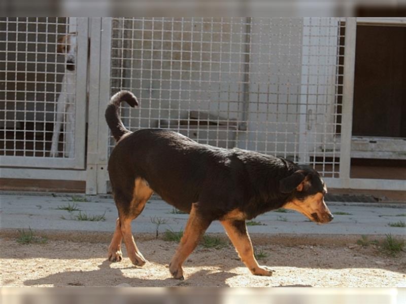 Laika Bella: Terrier Mischling