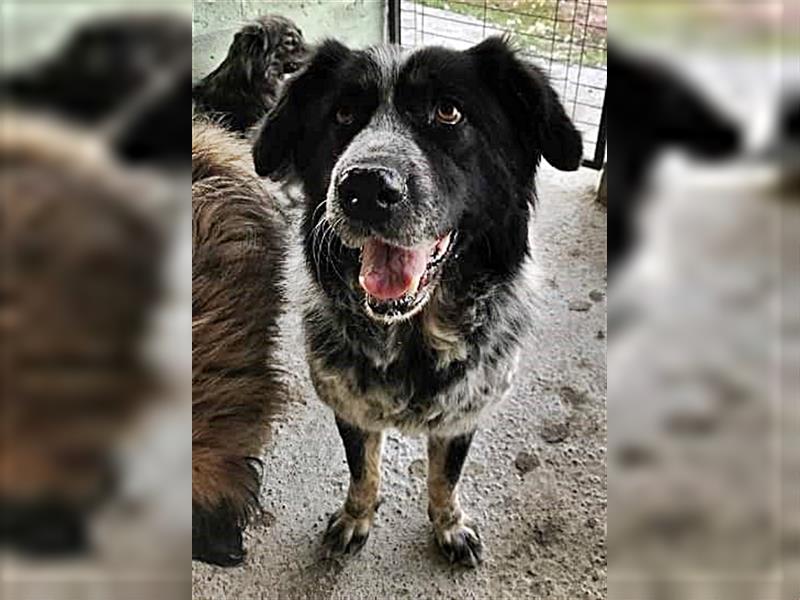 Ruby, lieb und gutmütig