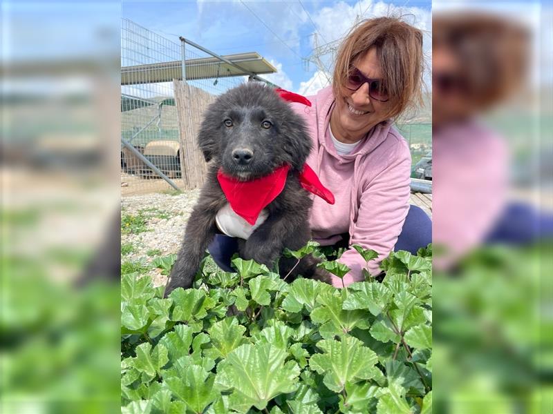 Cara - lernwilliges Hundemädchen sucht Lernpartner