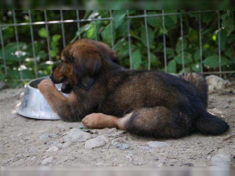 Zuckersüße Tierschutzhündin Bea sucht ihre Familie