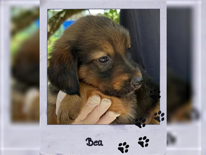 Zuckersüße Tierschutzhündin Bea sucht ihre Familie