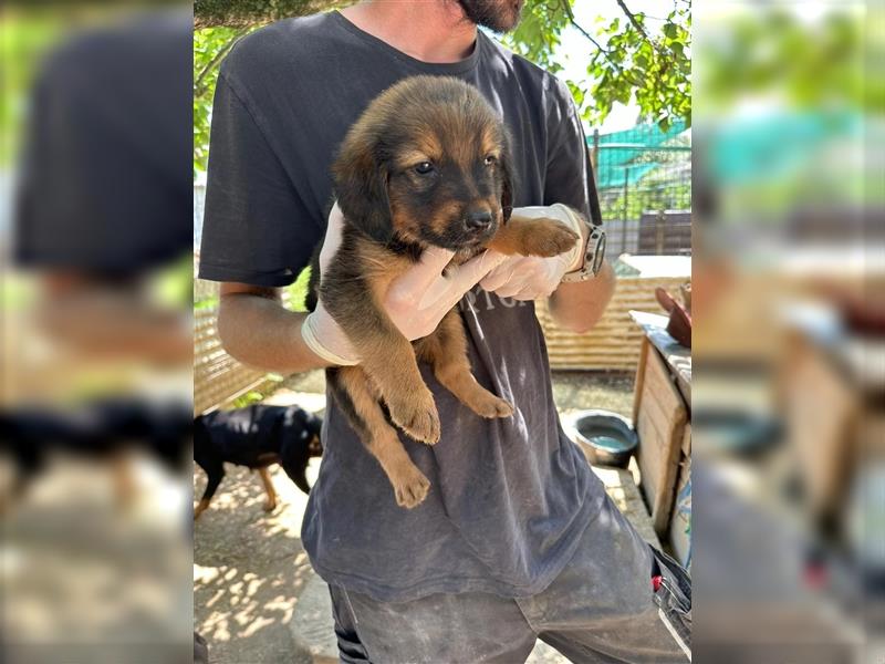 Zuckersüße Tierschutzhündin Bea sucht ihre Familie