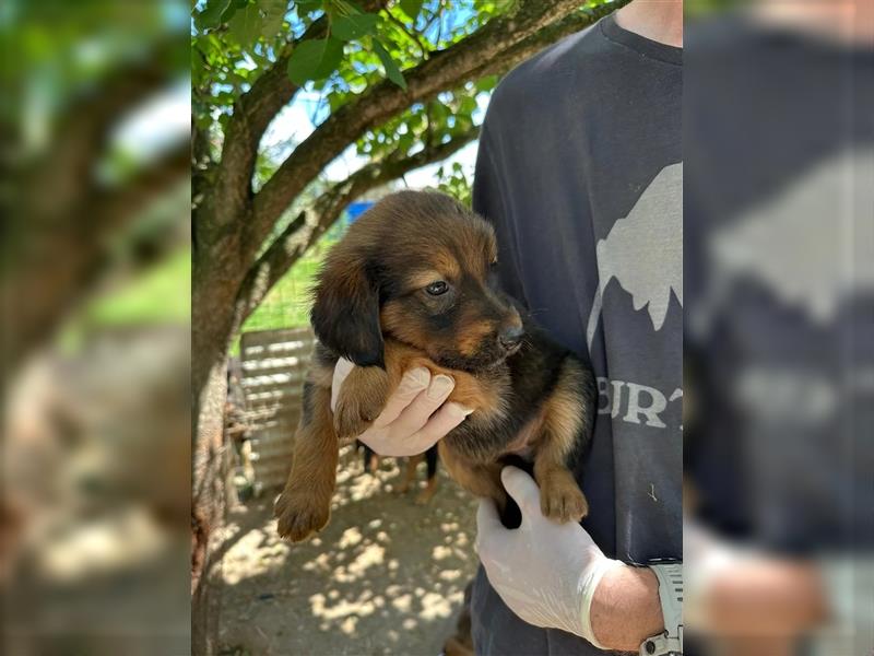 Zuckersüße Tierschutzhündin Bea sucht ihre Familie