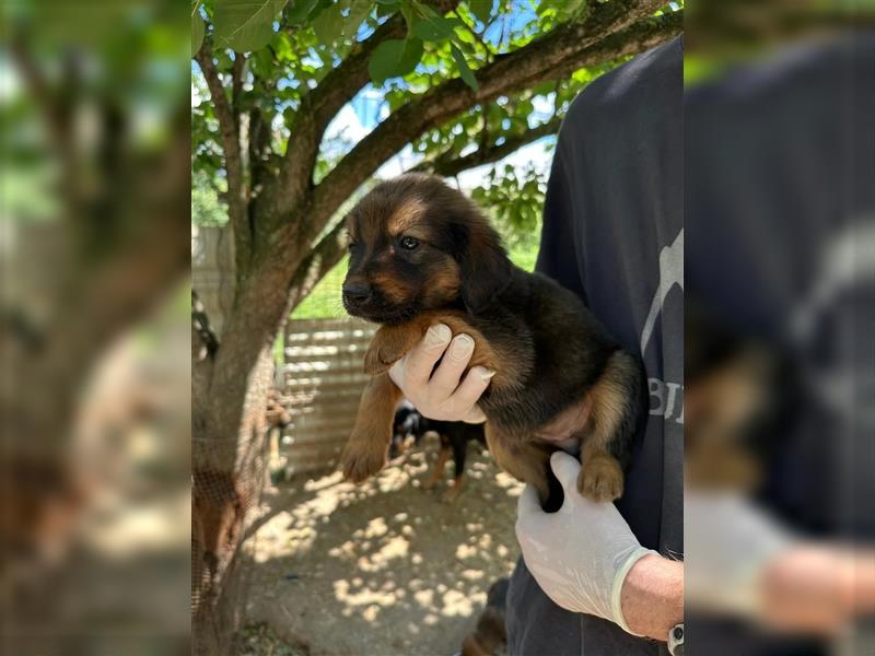 Zuckersüße Tierschutzhündin Bea sucht ihre Familie