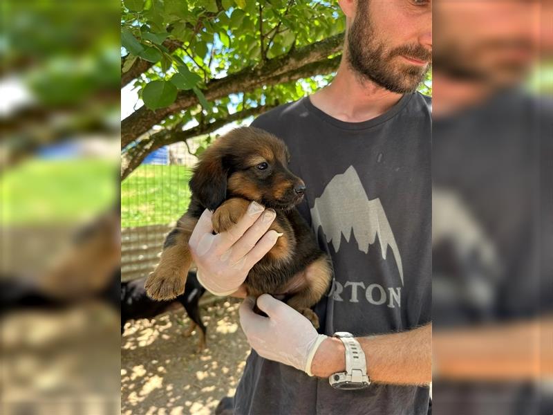 Zuckersüße Tierschutzhündin Bea sucht ihre Familie