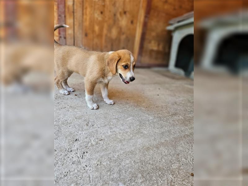 Malu, die pfiffige Welpin, sucht ein liebevolles Zuhause!