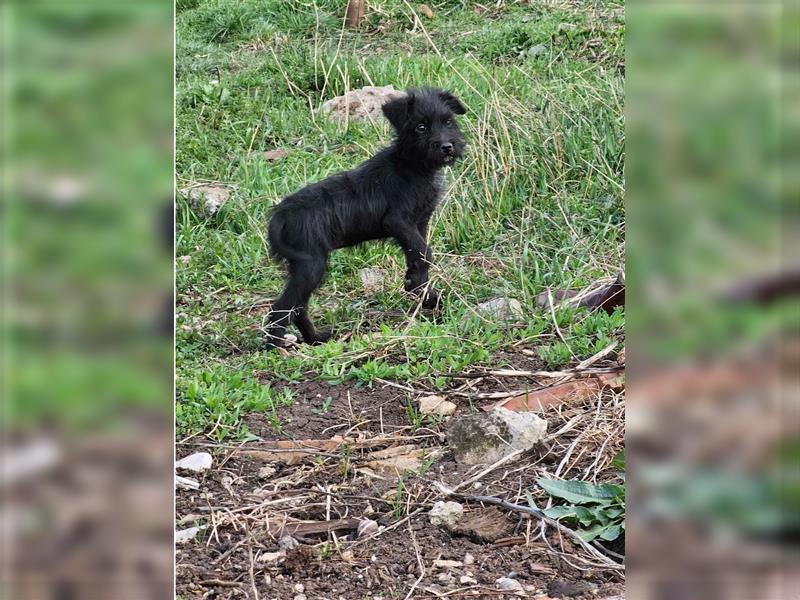Kleines Hundemädchen „Yorka“, ca. 01.2024 geboren, sucht Körbchen, gut verträglich