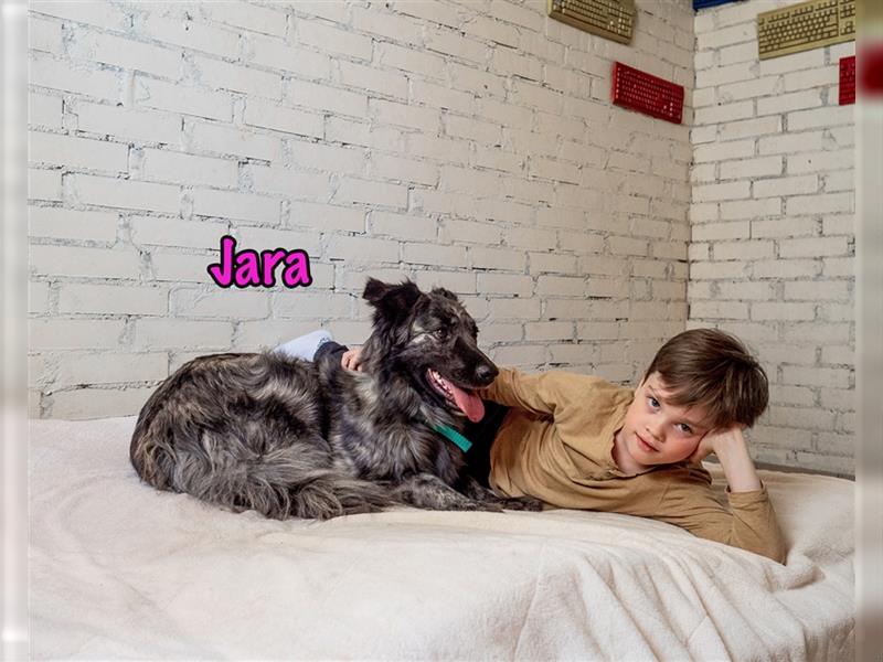 Jara 05/2018 (RUS) - zarte, menschenbezogene Hündin wünscht sich ein sicheres Zuhause!