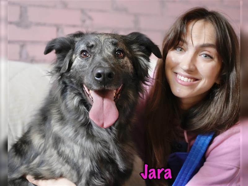 Jara 05/2018 (RUS) - zarte, menschenbezogene Hündin wünscht sich ein sicheres Zuhause!