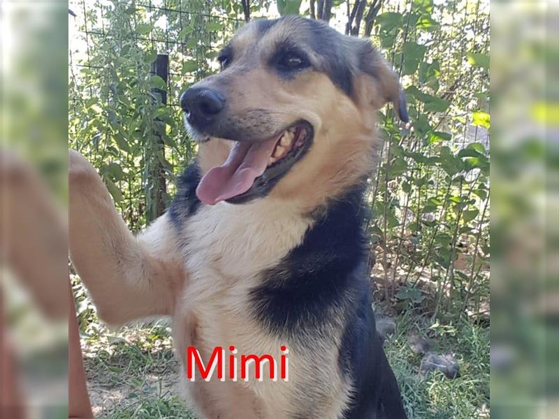 MIMI ❤ EILIG! sucht Zuhause oder Pflegestelle