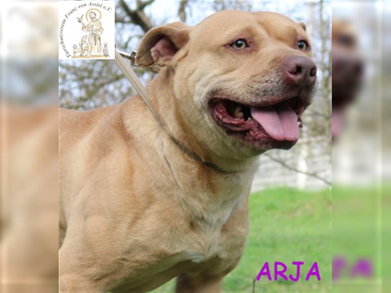 Arja – die tolle Gefährtin
