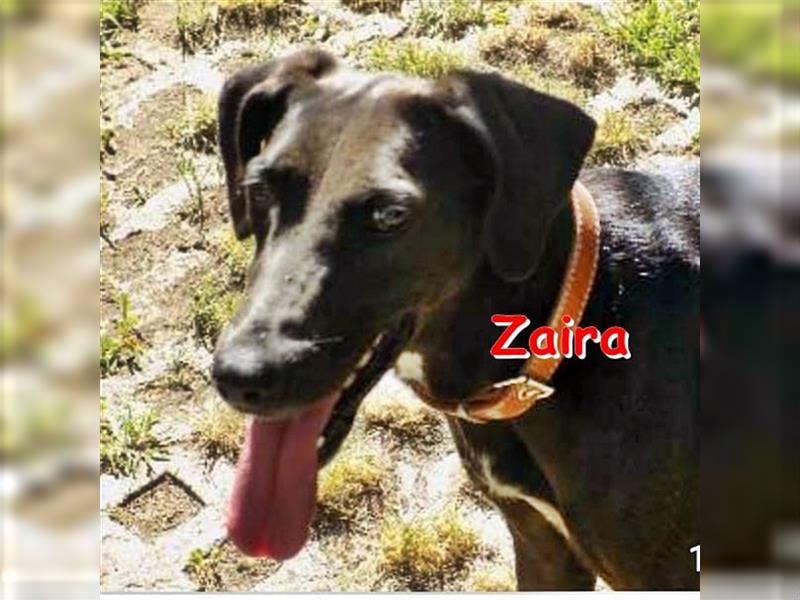 ZAIRA - sucht dringend ein Zuhause