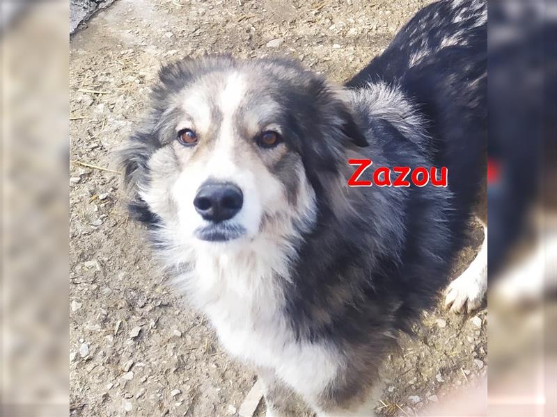 ZAZOU - sucht dringend ein Zuhause