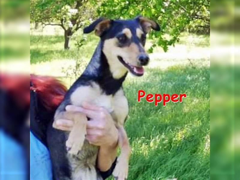 PEPPER - sucht ihr Zuhause