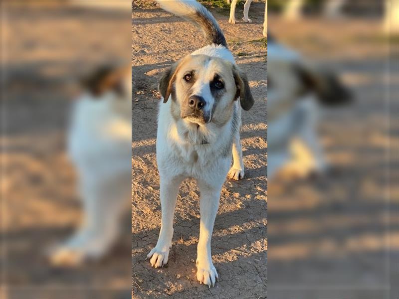 Maha, geb. 04/2018, lebt in GRIECHENLAND auf einem Gelände, auf dem die Hunde notdürftig versorgt we