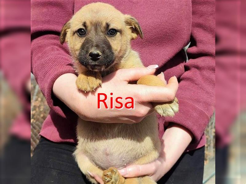 RISA ❤ sucht Zuhause oder Pflegestelle