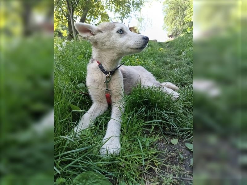 Raya Tierschutzhund sucht ein Zuhause