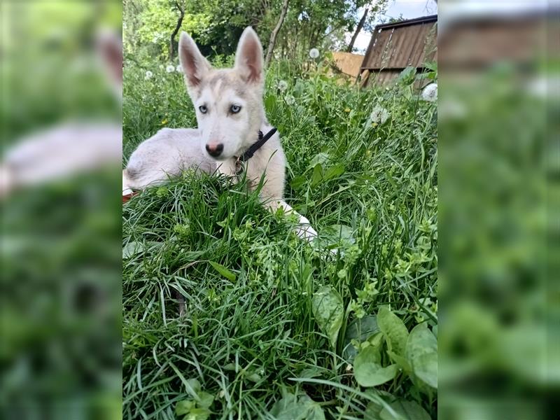 Raya Tierschutzhund sucht ein Zuhause