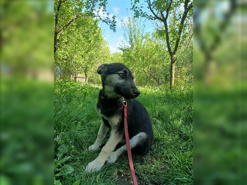 Mila Tierschutzhund sucht ein Zuhause