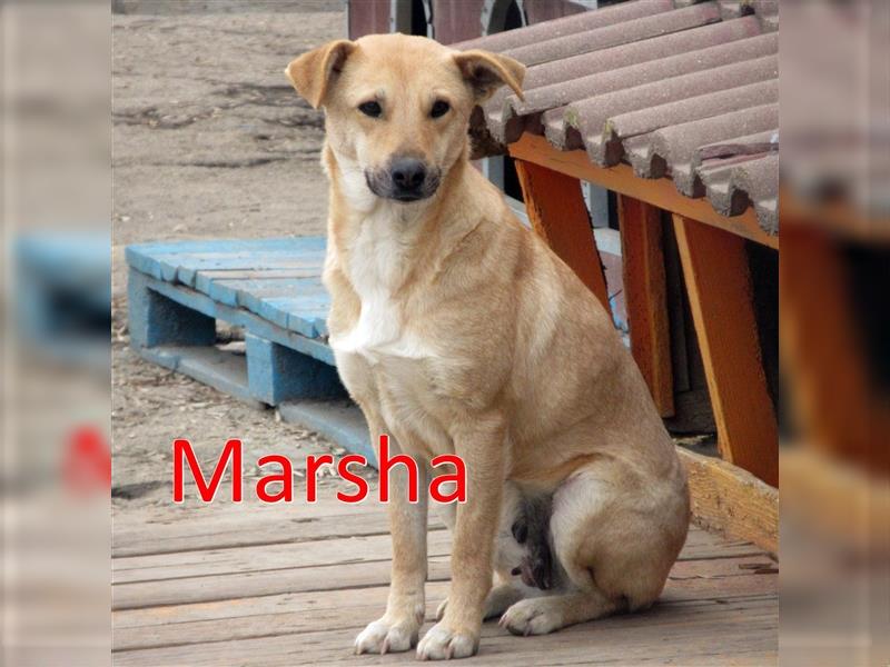 MARSHA ❤ sucht Zuhause oder Pflegestelle